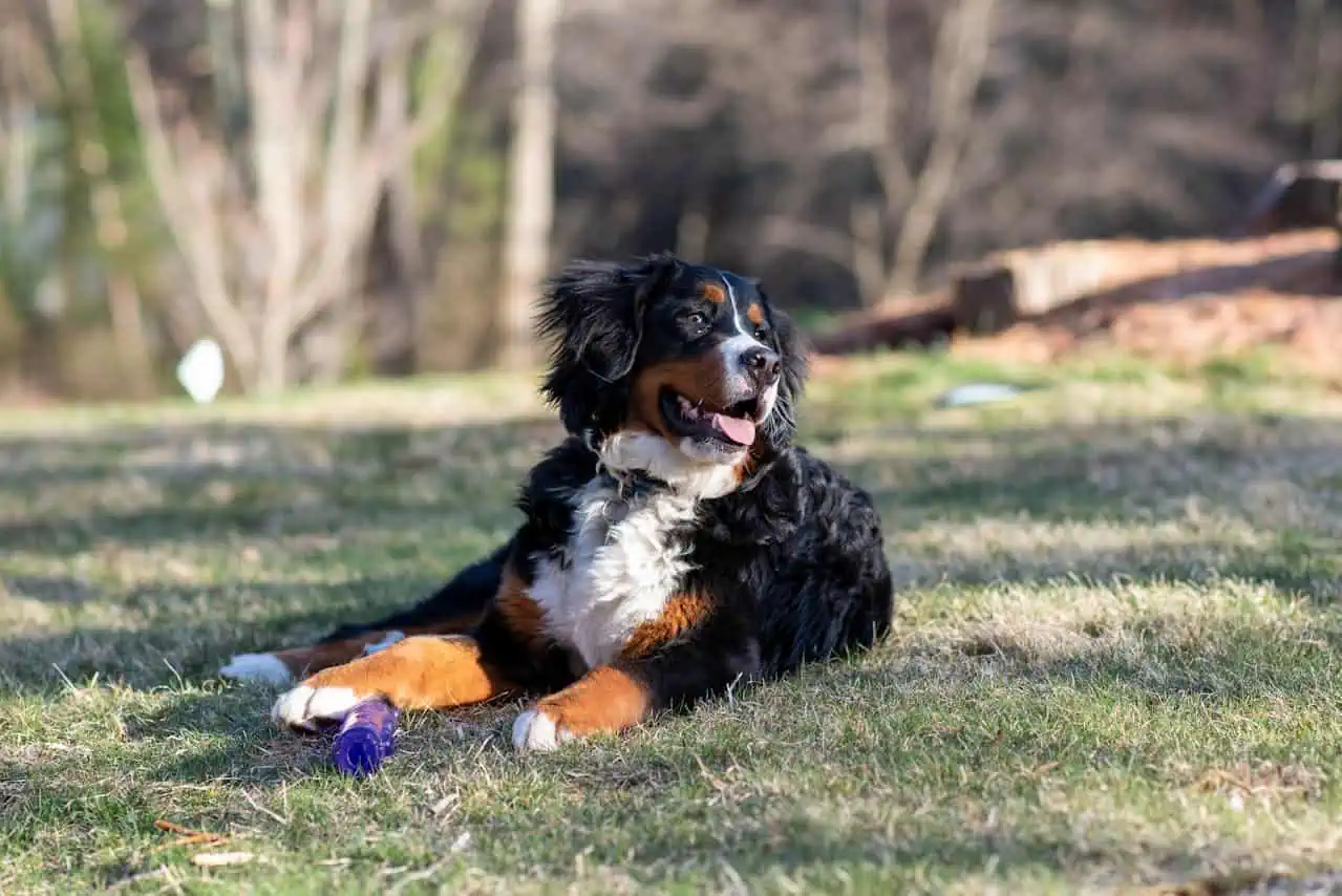 Bernedoodle