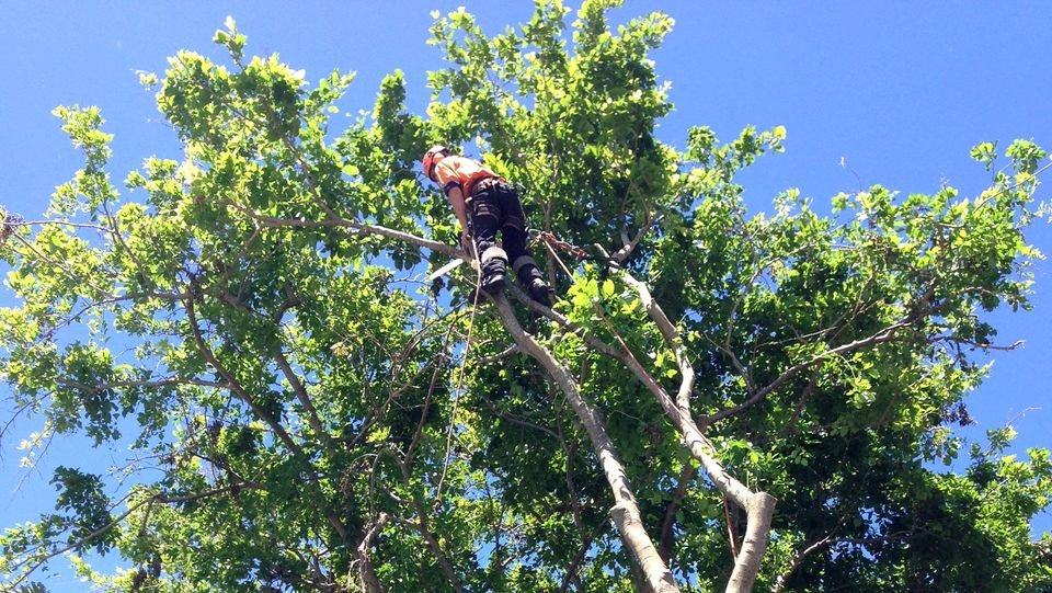 Expert Tree Services Keep Your Landscape Beautiful and Safe